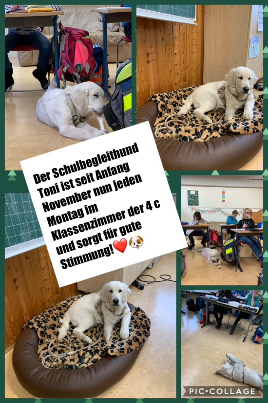 Schulhund Anfang